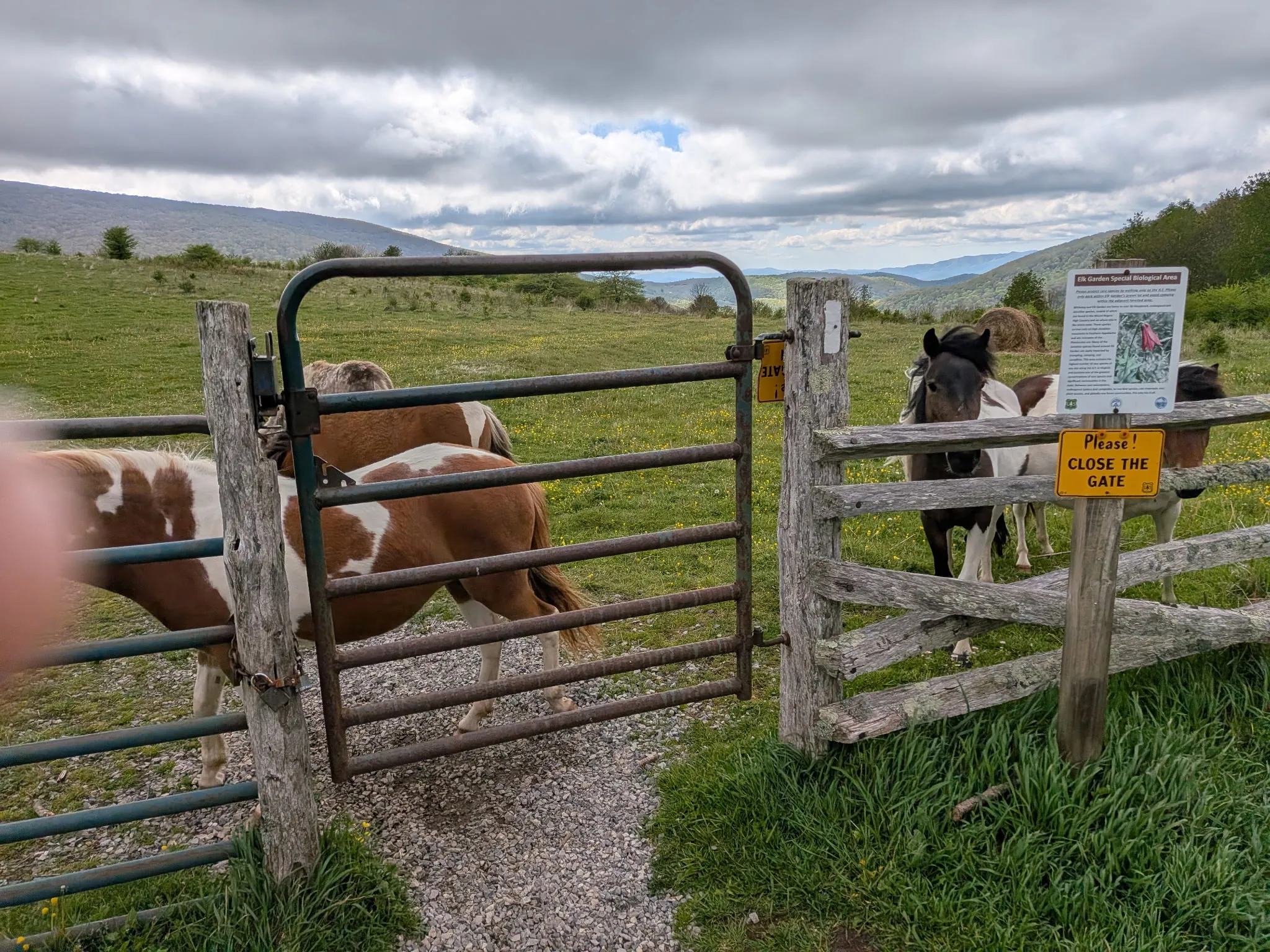 Ponies grazing beside the gate at Elk Garden on the Appalachian Trail near Mount Rogers